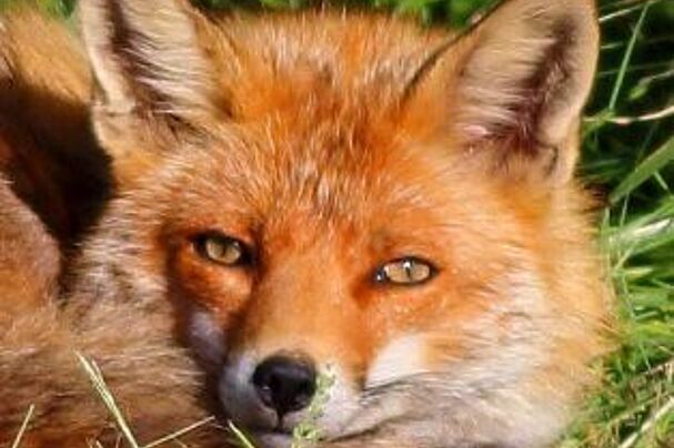 junger Fuchs