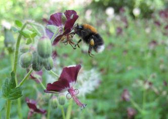 Erdhummel