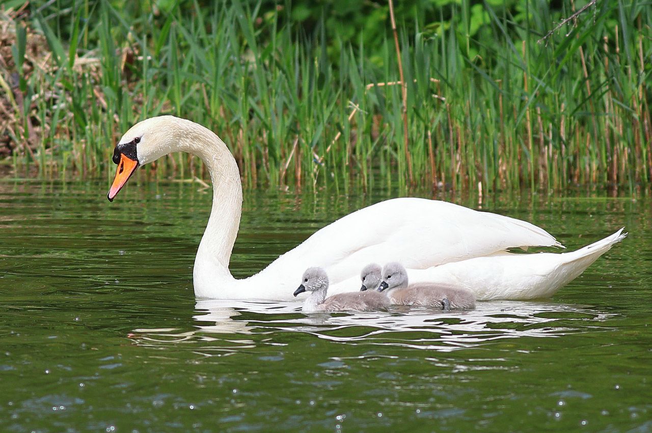Höckerschwan mit Nachwuchs