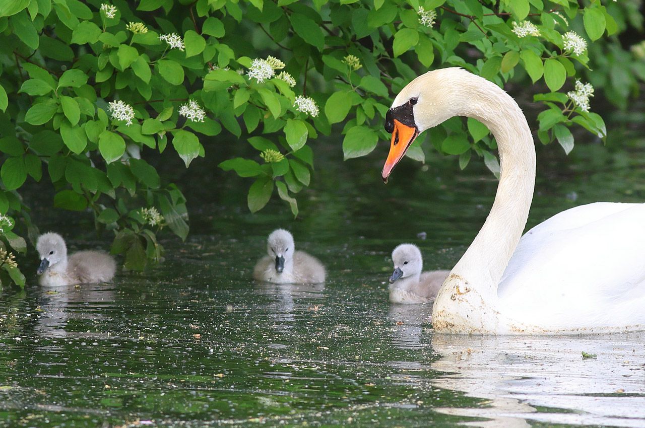 Höckerschwan mit Nachwuchs