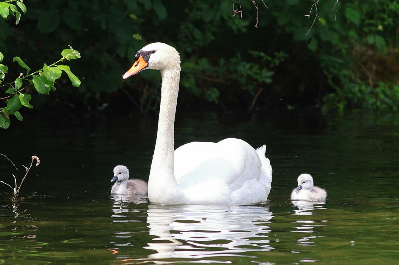 Höckerschwan mit Nachwuchs