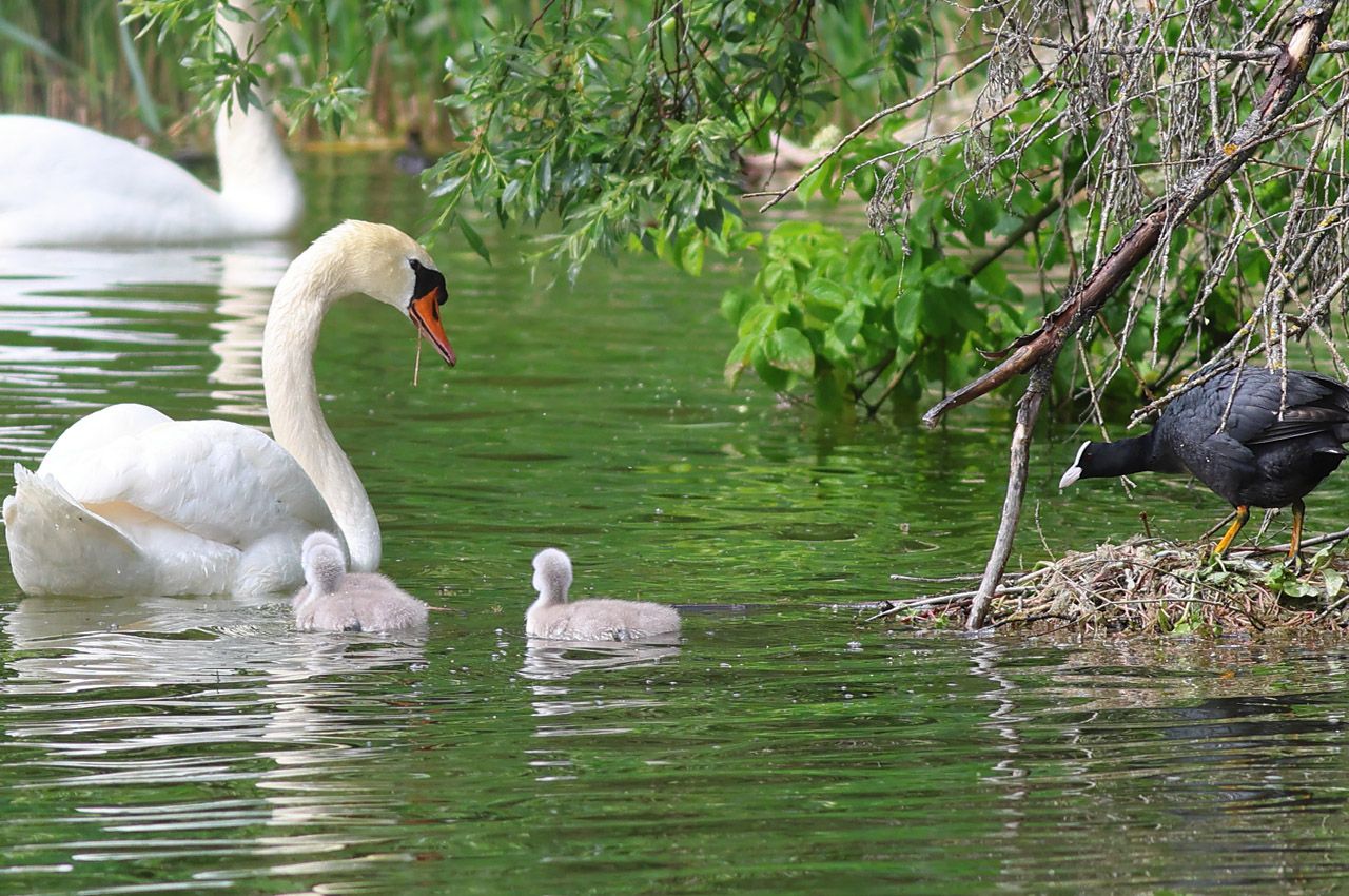 Höckerschwan mit Nachwuchs