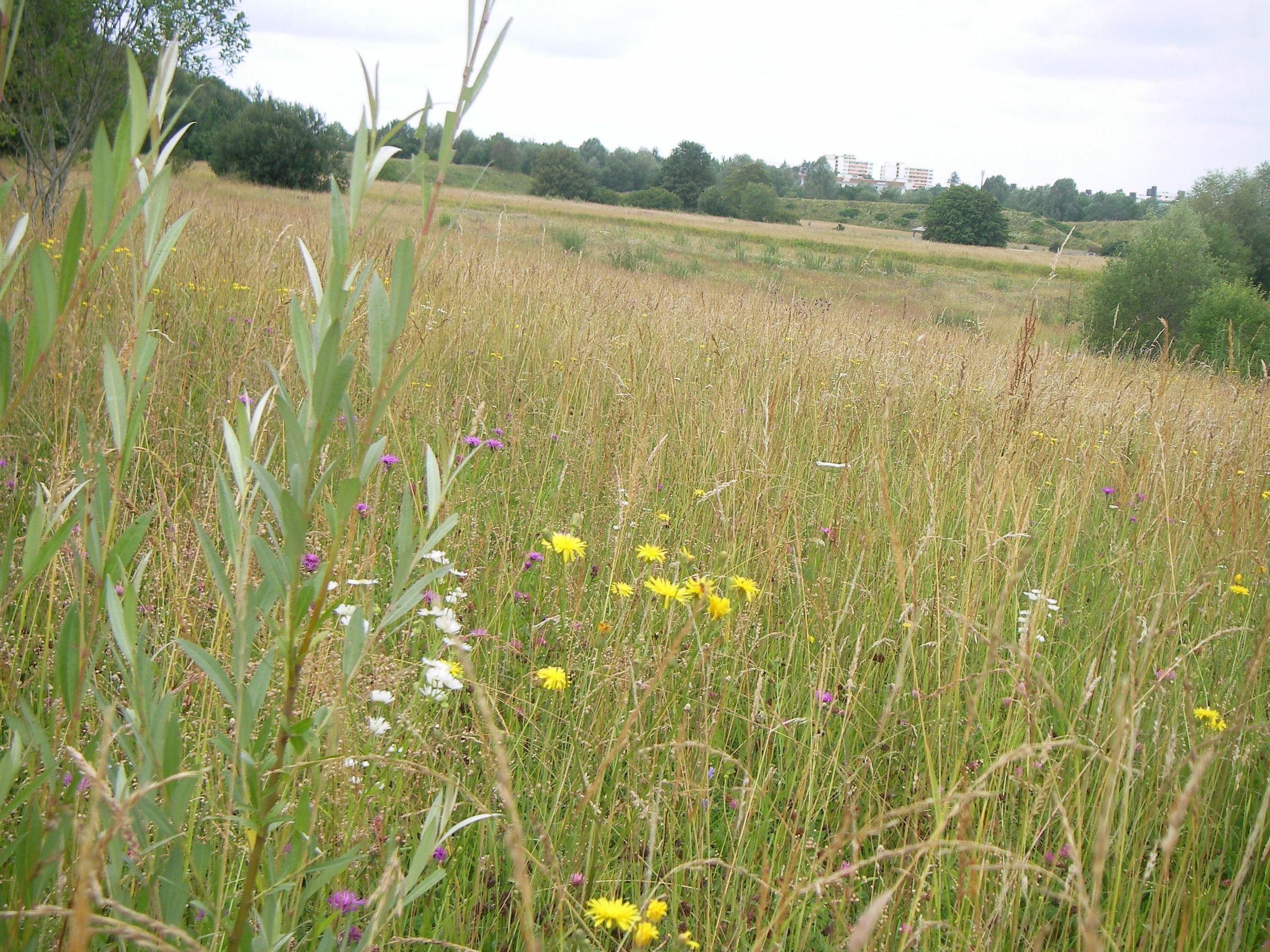 Blumenwiese