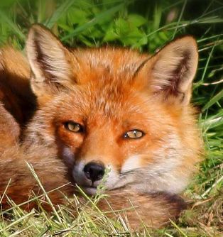 junger Fuchs